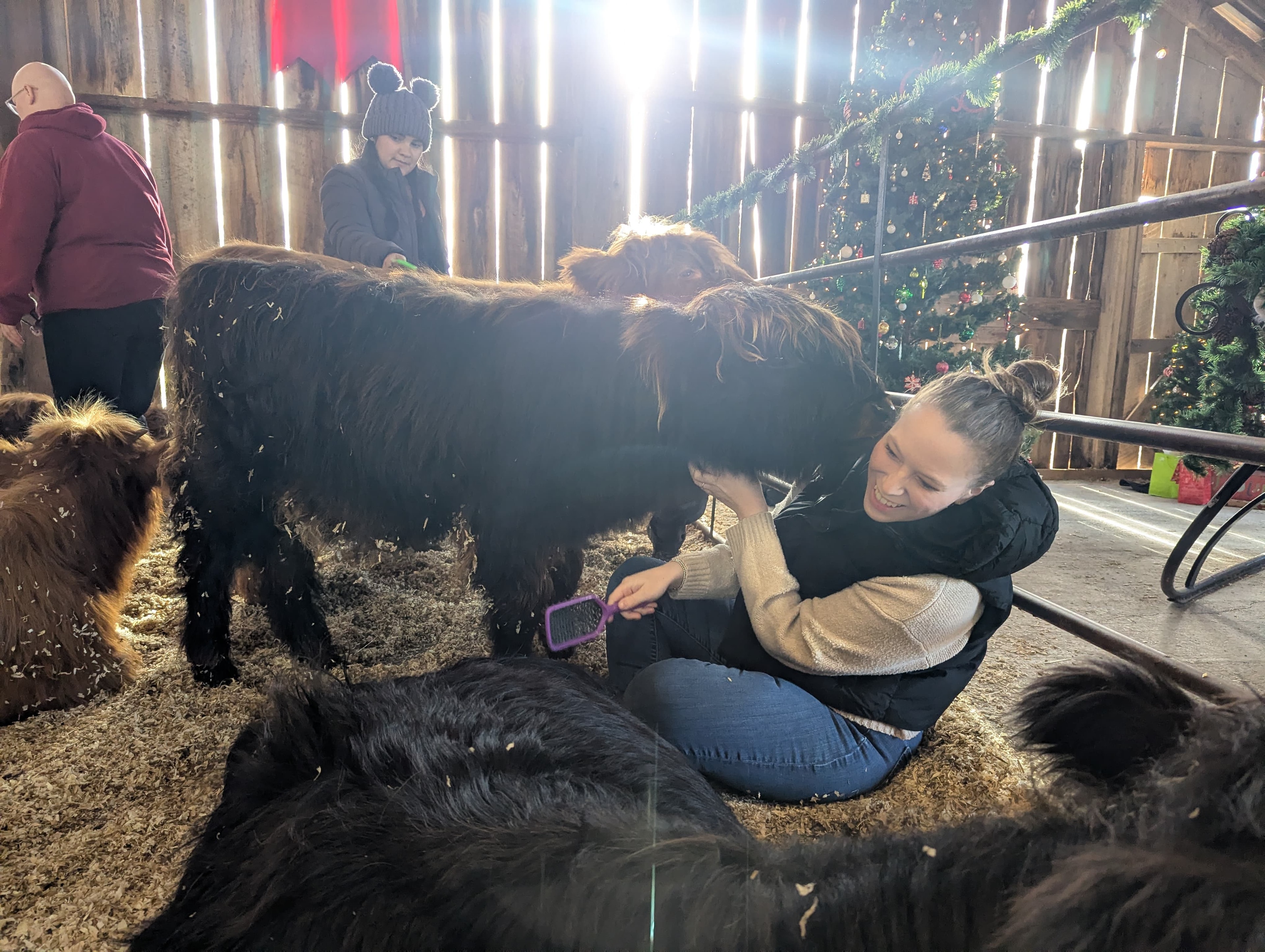 Mrs. Liv meeting Highland cows